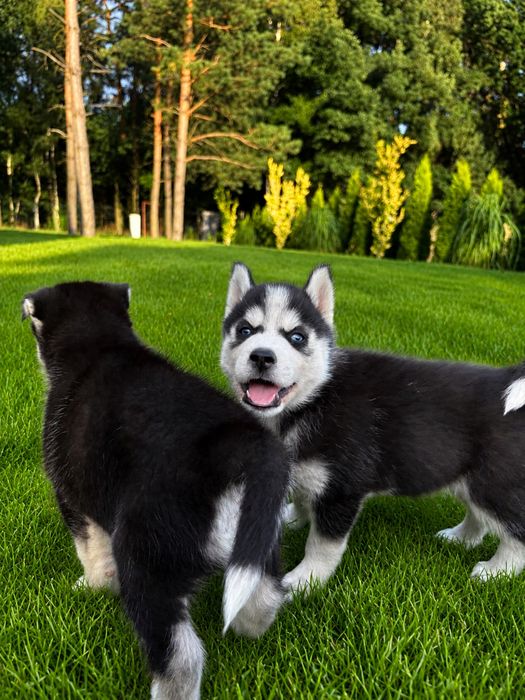 Szczeniak siberian husky piesek