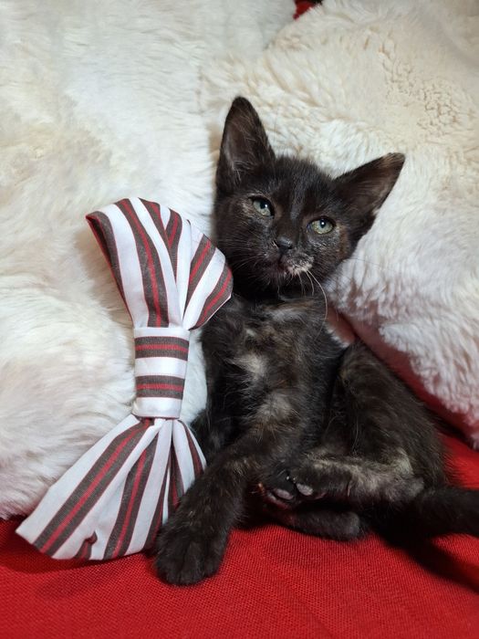 Gatinhas com 2 meses para adoção