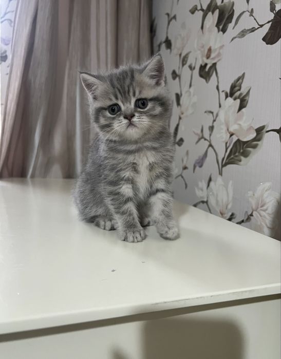 Котики шотландські