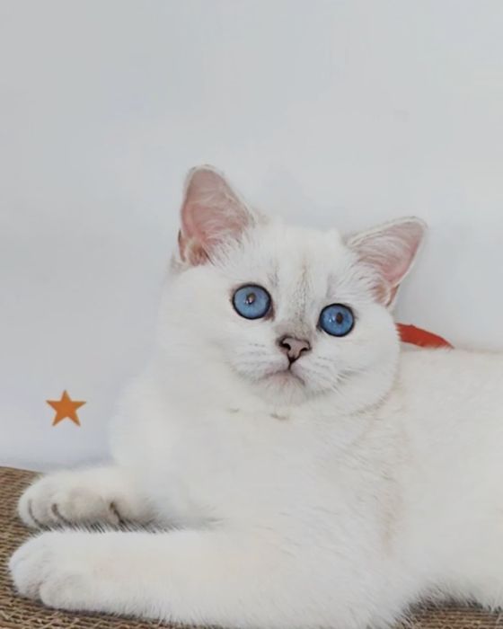 Британська дівчинка поінт