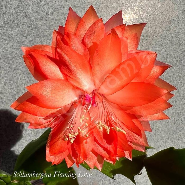 Schlumbergera Flaming lotus шлюмбергера різдвяник