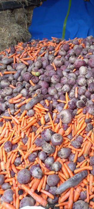 Ziemniaki buraki marchew