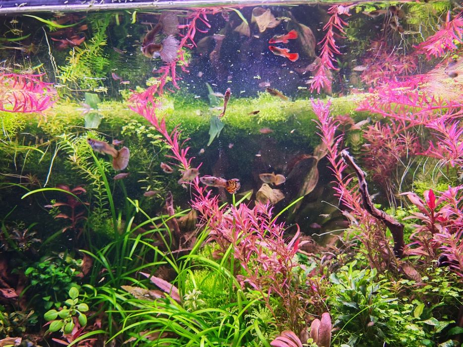 Guppies / endler