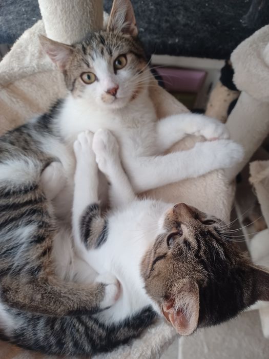 Kocurek I kotka do adopcji