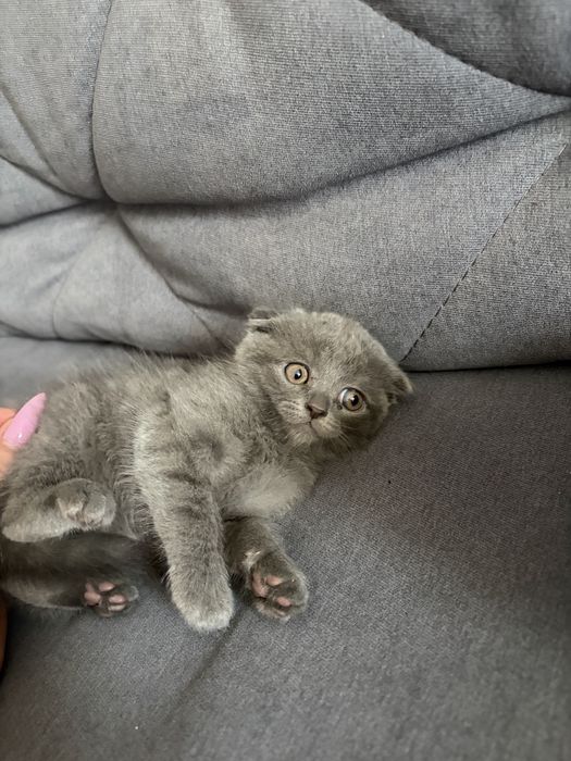 Кошеня британець
