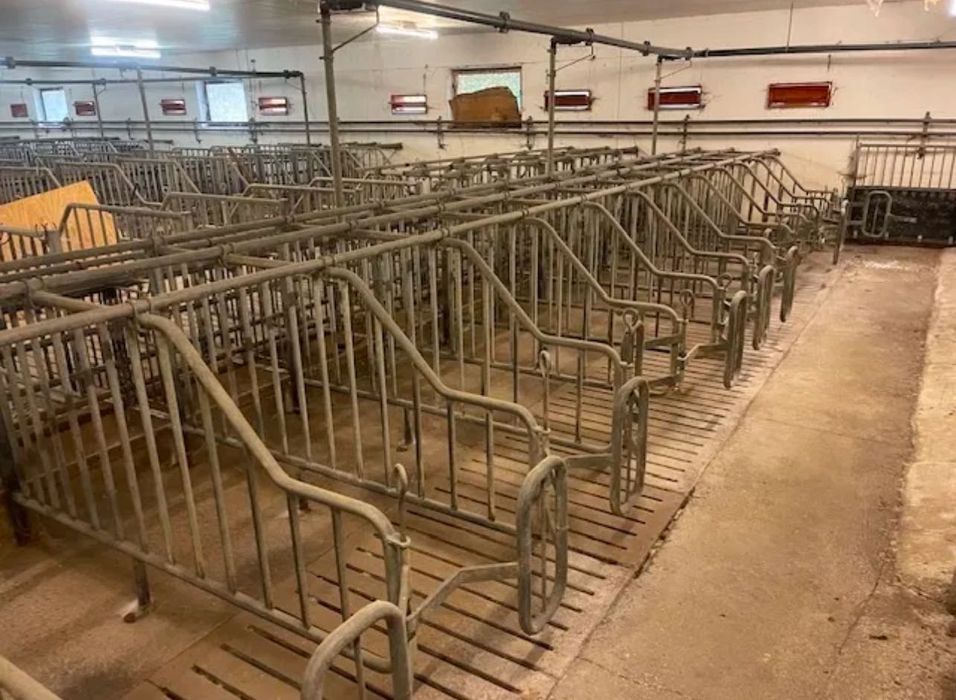 Обладнання для свиноферми з Данії