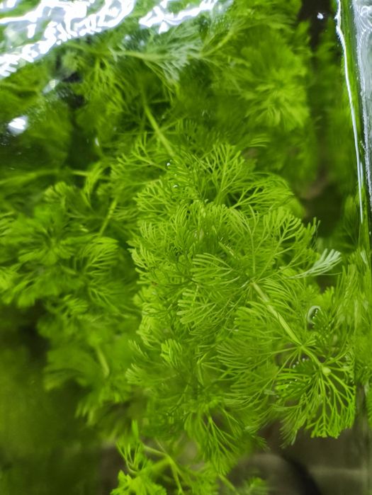 Limnophila sessiliflora