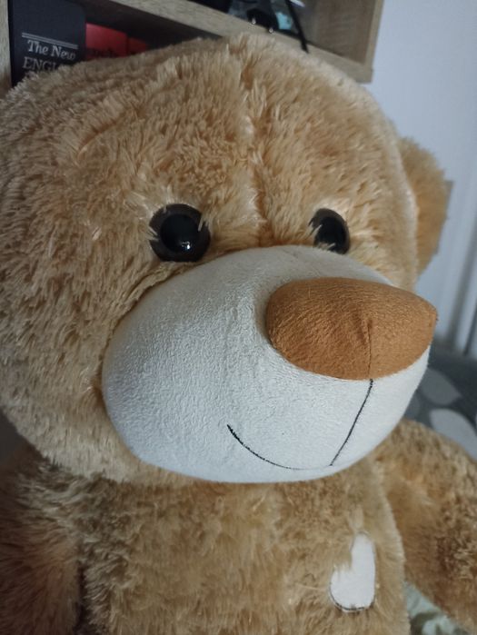 Duży miś szuka domu