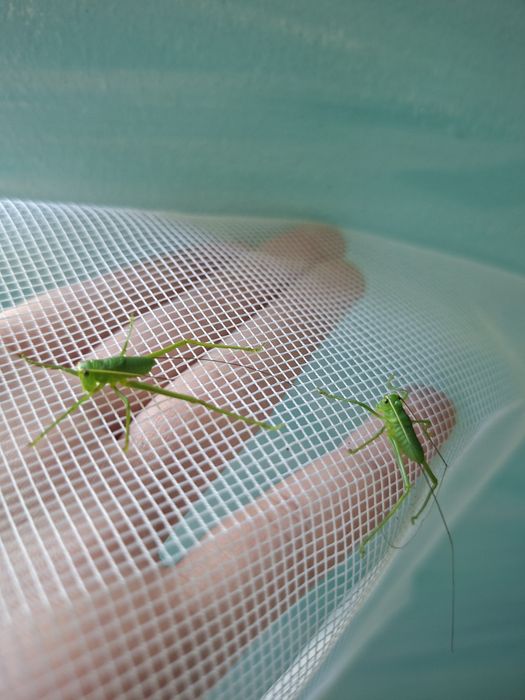 Pudelko Siliquofera Grandis