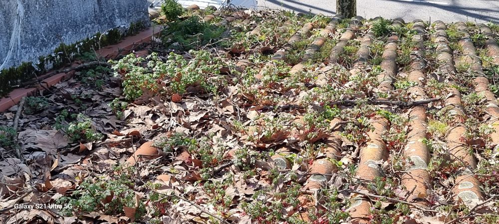 Lavagem, tratamento, rectificação, manutenção e pintura de telhados.