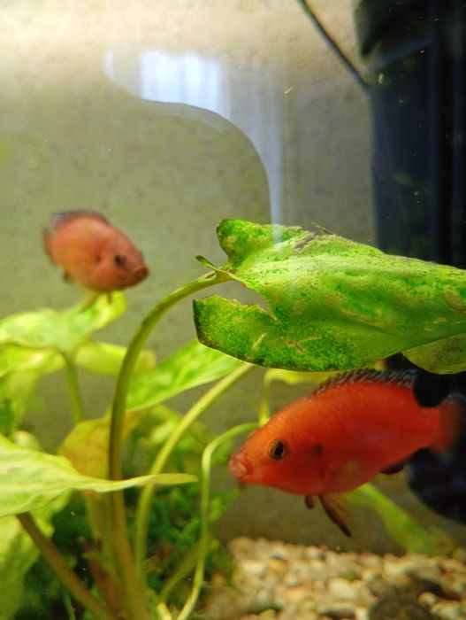 CZERWIENIAK EXSUL (Hemichromis EXSUL) 3 sztuki