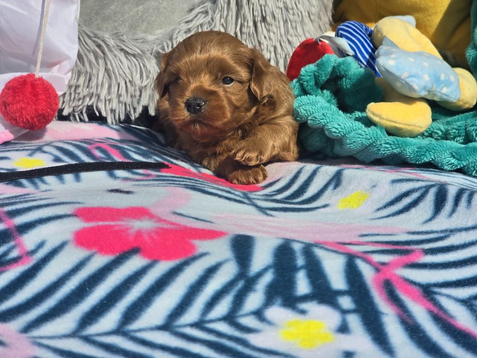 Hawańczyk hawańczyki havanese
