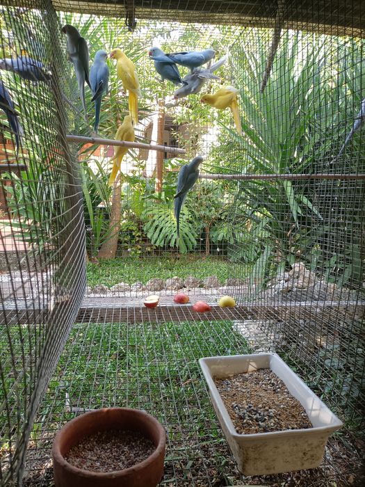 Ringnecks para dispensar