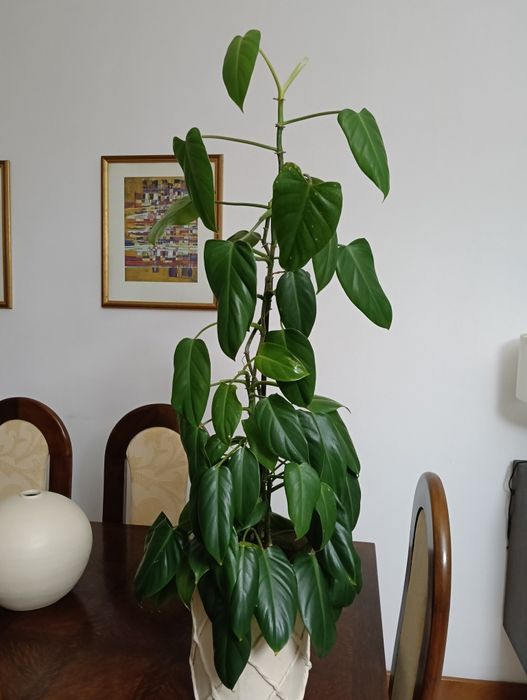 Planta natural trepadeira com 1 metro de altura