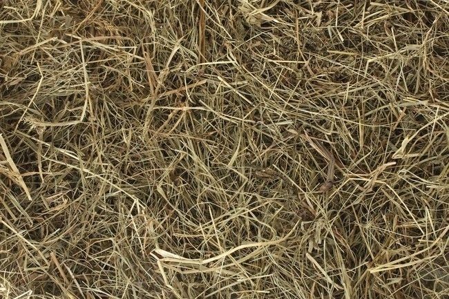 Sianko, siano dla zwierząt domowych zbiór 2025