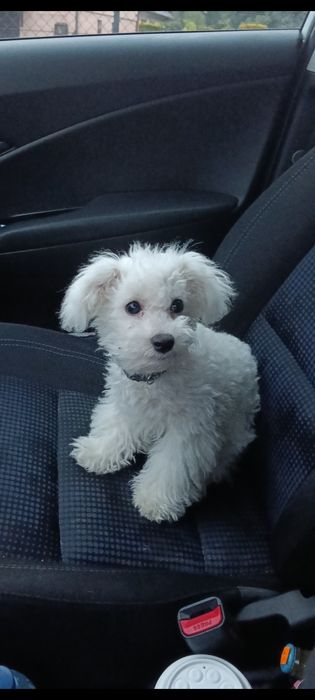 Bichon Frise piesek FCI małe cudo