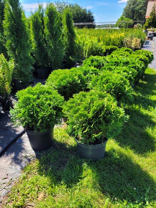 Tuja Danica - Promocja !!! Kula średnica 40cm, wysokość 50cm doniczka 3L. Nie, nie kopana