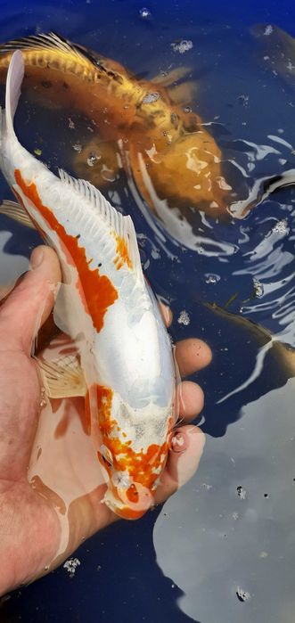 Karp Koi Kohaku Showa Yamatonishiki #GRLKOI