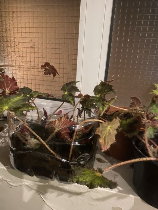 Begonia com ou sem vaso