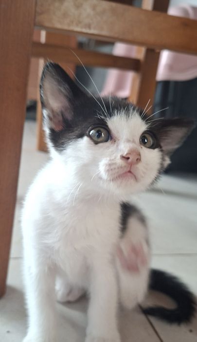 Gatinhos bebés adoção