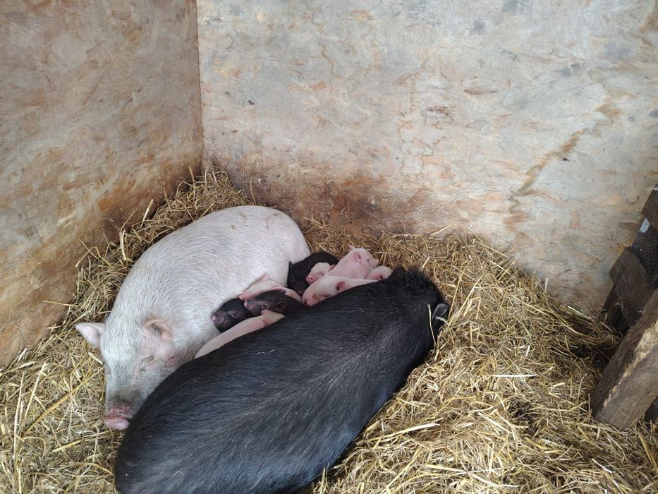 Świnki wietnamskie młode