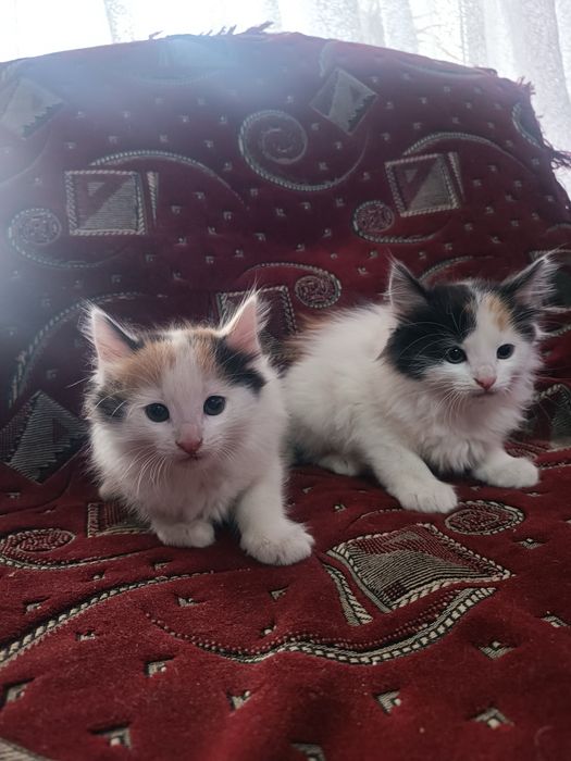 Персицькі котики з Тернополя