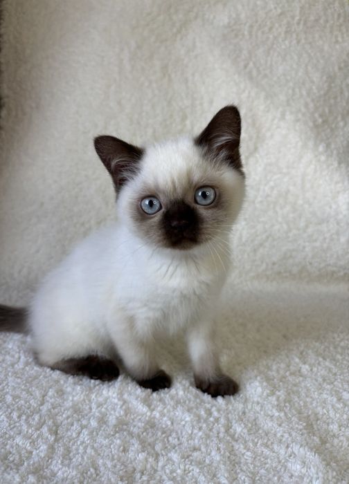 Шотландский котик