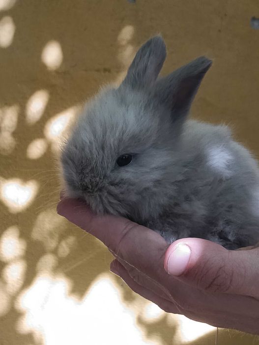 Coelhos Anões disponíveis