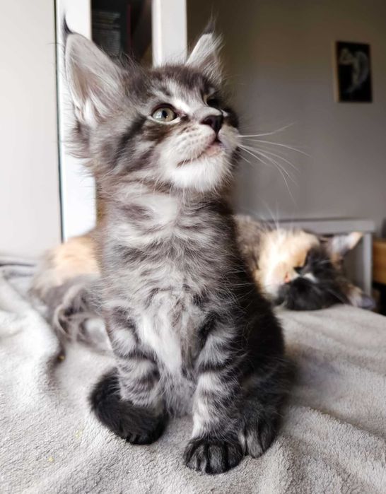 Kocurek Lorenzo rasy Maine Coon - REZERWACJA