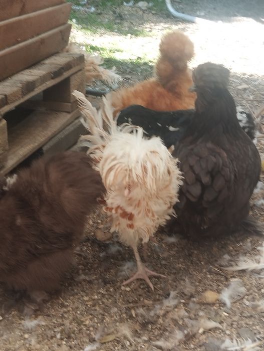 Kury ozdobne Silka, Białoczub holenderski,czubatka Padewska Dowóz