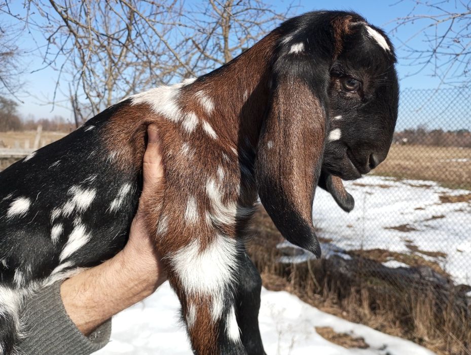 Козенята каморі-нубійські