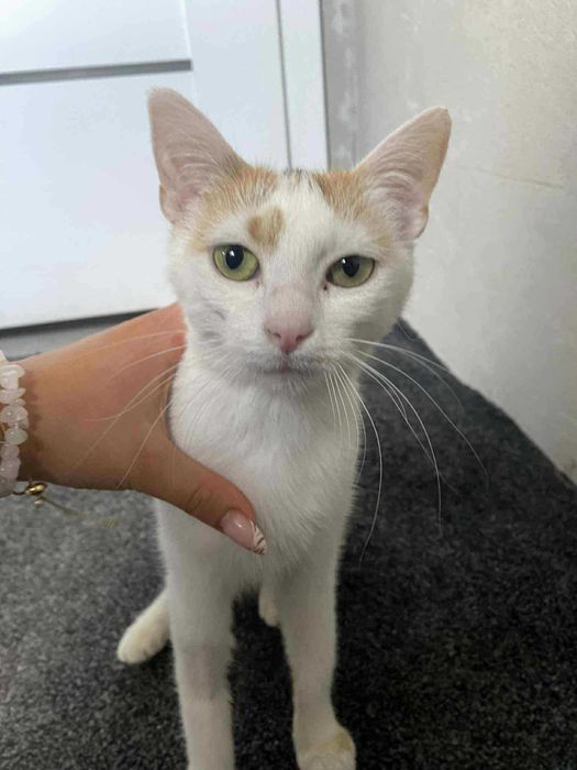 Kotka szuka domu, przyjazna trikolorka