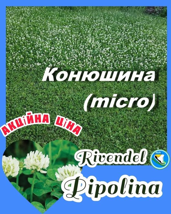 Клевер белый семена для газона 1кг