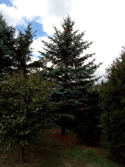 Choinki świerk ,jodła,sosna, thuja  plus gałązki