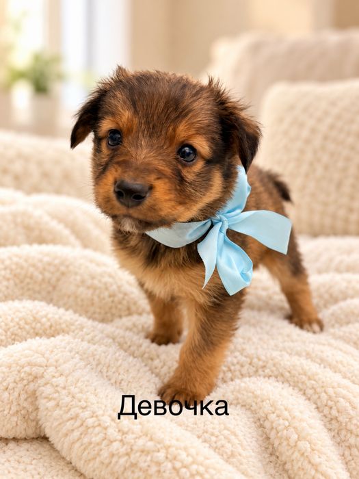Маленькие собачки в добрые руки!