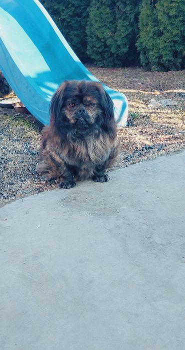 Oddam za darmo pieska