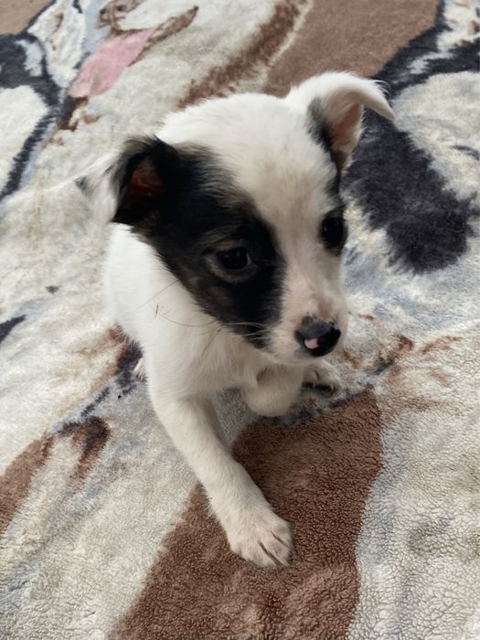 Oddam pieski w dobre rece