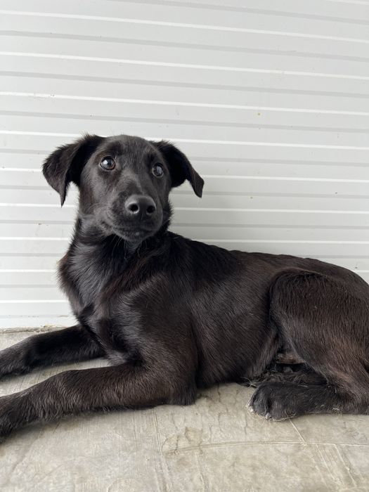 Bebé adorável para Adoção!