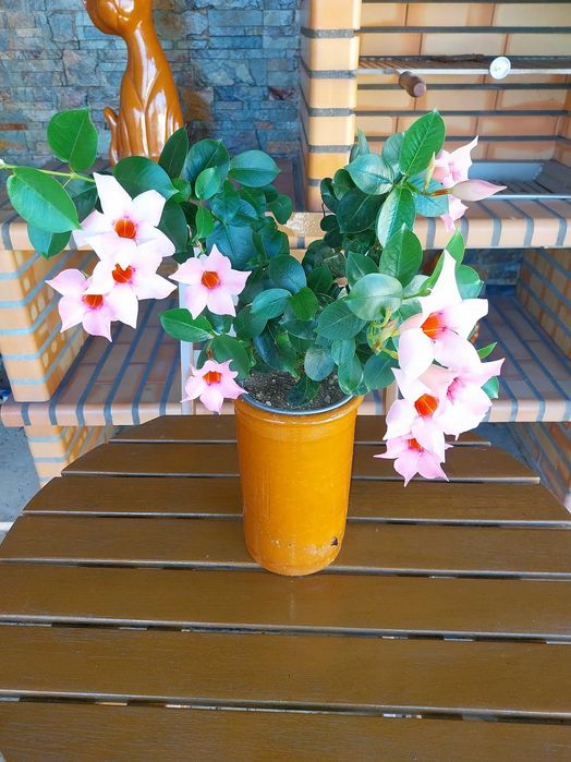Vaso com Flor - Mandevilla Sanderi