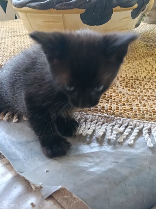 Gatinhos com um mês e meio para adopção...