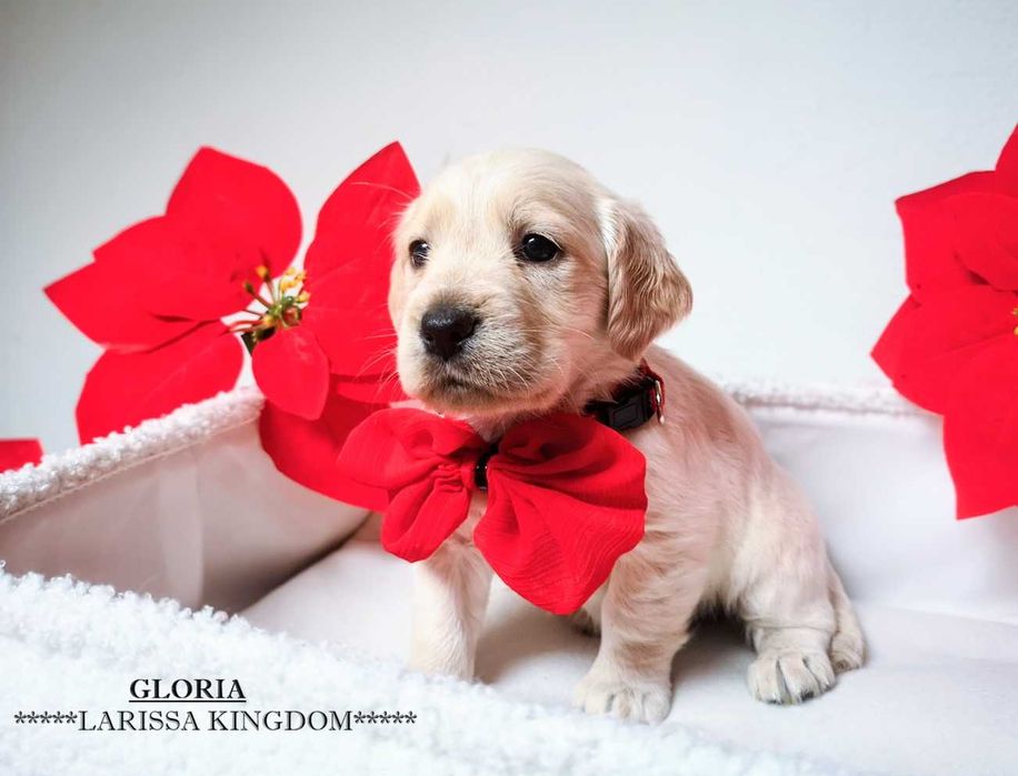 Wyjątkowa Cockapoo  Smooth Coat / Cocker Spaniel + Pudel Mini