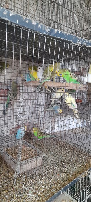 Piriquitos para ceder