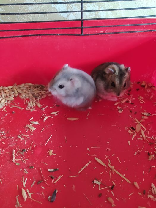 Хомячки Кременчуг