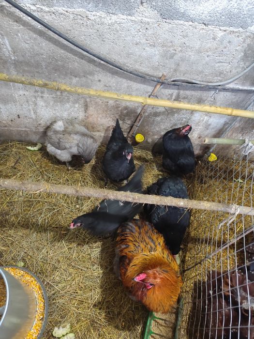 Ovos férteis Oliverejer