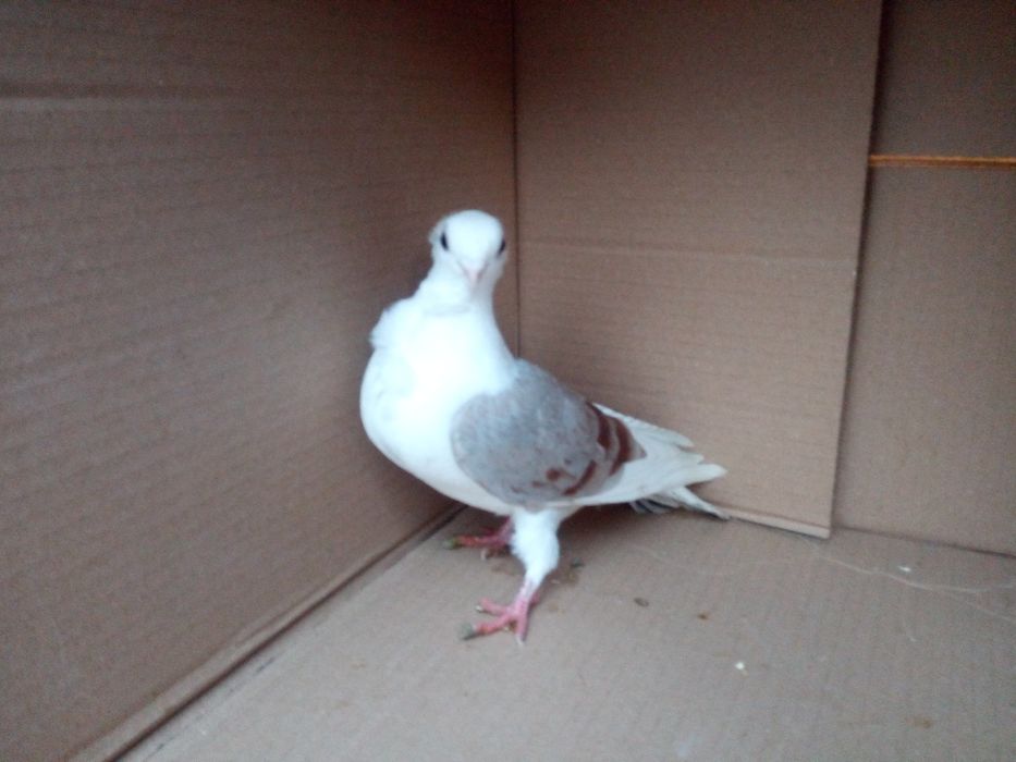 gołębie ozdobne tegoroczne