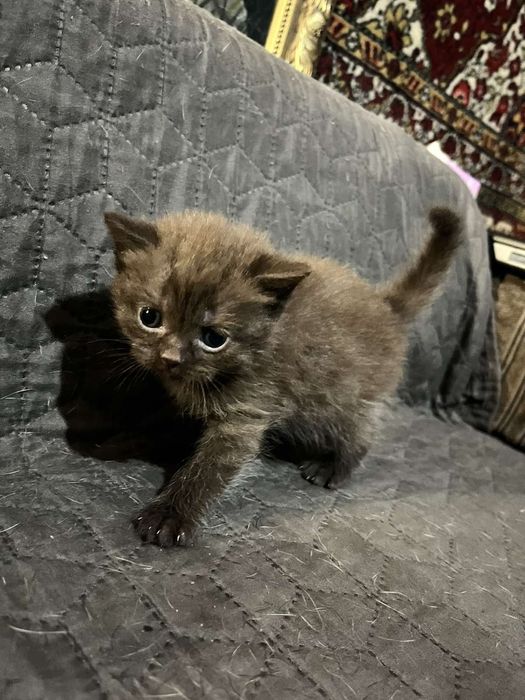 Продам сладеньких котят