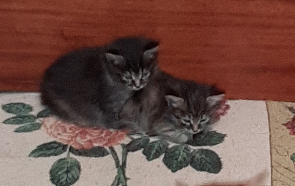 Бобтейл дівчинка мраморна 6 міс.