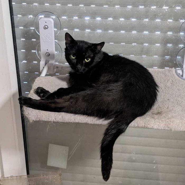 Nolan - czarny kocurek szuka domu