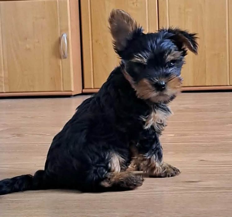 Yorkshire terrier