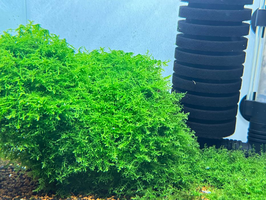 Riccardia Chamedryfolia